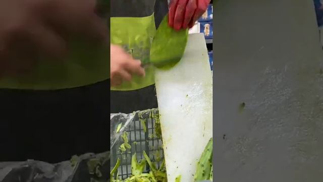 Мексиканская кухня Кактус Обзор в магазине Мексика Кактус Нопал смотреть онлайн