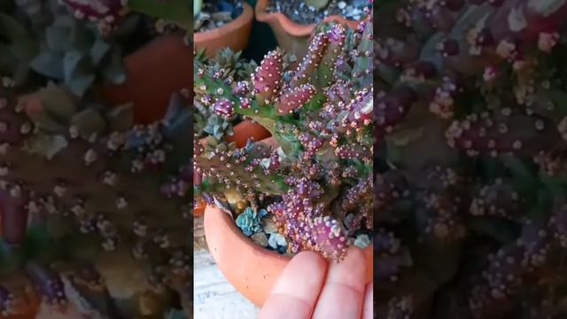 ? OPUNTIA MONACANTHA MONSTRUOSA VARIEGATA смотреть онлайн