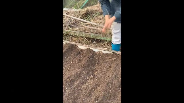 Как сажали озимый чеснок в 2021 году) смотреть онлайн