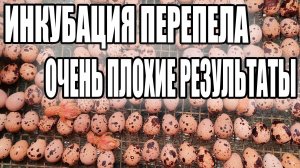 Инкубируем перепела. Много неоплода