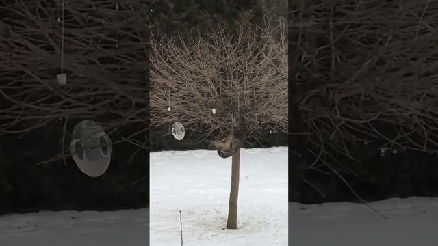 Кот и сало смотреть онлайн