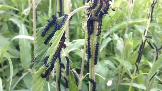Нашествие черных гусениц!!! смотреть онлайн