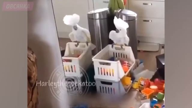 когда забыл заплатить за интернет!!!!! смотреть онлайн