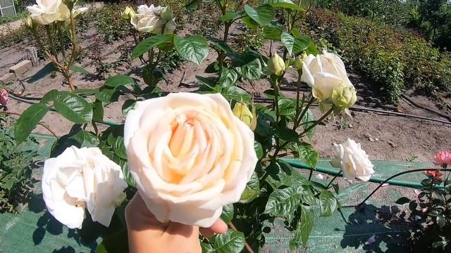 цветение роз 2021 новинки моего сада. смотреть онлайн