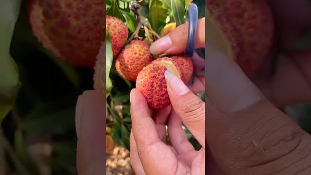 How To Cut | Fresh Fruit Cutting In My Farm смотреть онлайн