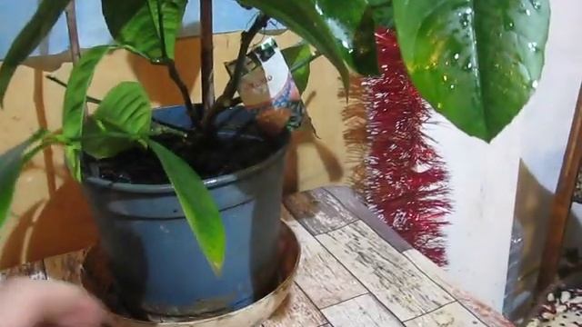 РОЖДЕСТВЕНСКИЕ ЛИМОНЫ СОРТА ПАВЛОВСКИЙ смотреть онлайн