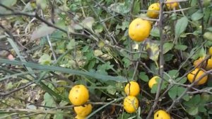 Айва японская /Хеномелис.Заготовка айвы на зиму.