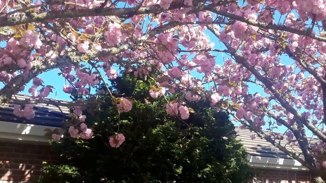 Kwanzan Flowering Cherry / Prunus serrulata 'Kwanzan' смотреть онлайн