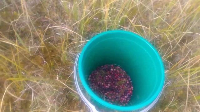 Заготовка витаминов на зиму.Сбор клюквы. смотреть онлайн