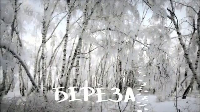 Береза | Автор стихотворения: Алёна Островская смотреть онлайн