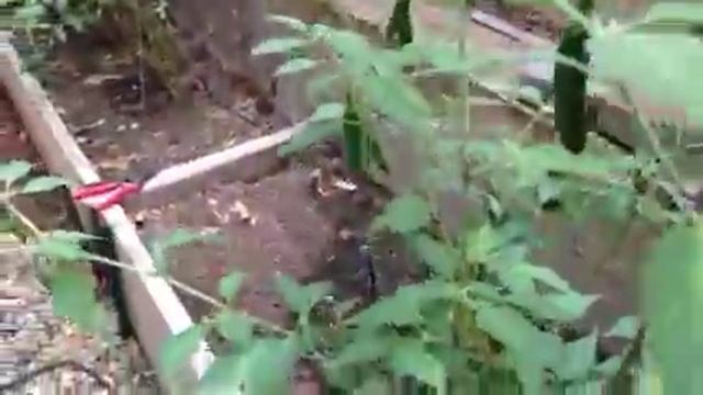 Growing Tabasco Peppers смотреть онлайн