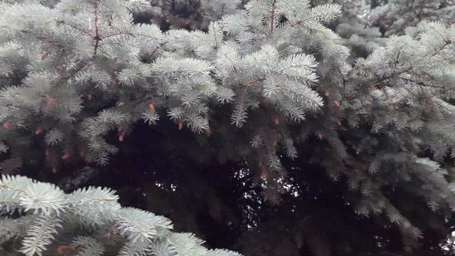 Ель голубая небольшой обзор смотреть онлайн