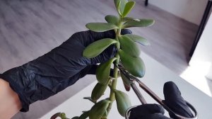 Денежное дерево ОБРЕЗКА и ПРИЩИПКА? Формирование красивой кроны Омоложение Крассула Толстянка Бонса