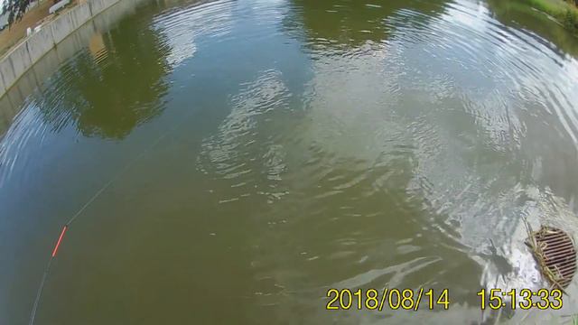 Рыбалка в Германии. Осетр на 6.3 кг смотреть онлайн