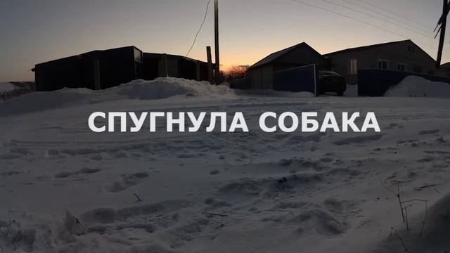 Прикормил диких куропаток смотреть онлайн