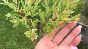 Год спустя. Ива Хакуро Нишики на штамбе своими руками!