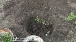 КАК ВЫРАСТИТЬ АРБУЗЫ В ОТКРЫТОМ ГРУНТЕ В СИБИРИ