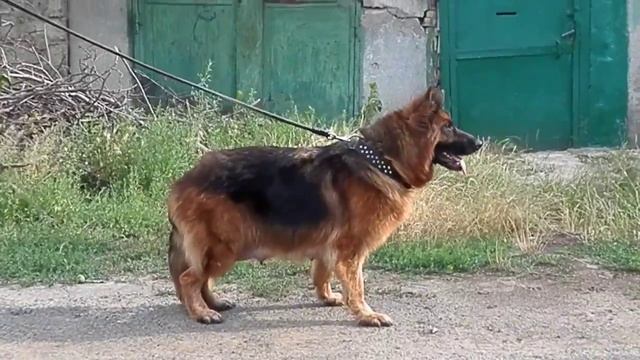 Long-haired German Shepherd.ДЛИННОШЕРСТНАЯ Немецкая овчарка КОРА 3,5 года.Odessa. смотреть онлайн
