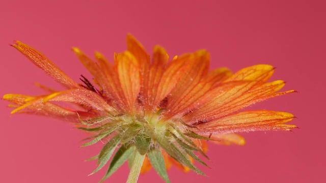 ЦВЕТЫ под МИКРОСКОПОМ. ЗАЛИПАТЕЛЬНОЕ ВИДЕО смотреть онлайн