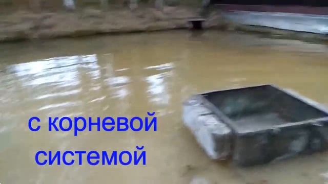 Очищаем пруд садоводческого товарищества. Чистка водоема СНТ "Корвет". смотреть онлайн