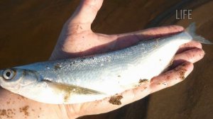 Как на что и где ловить чехонь? Уроки по ловле чехони!