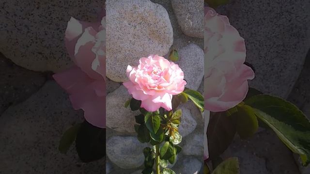 Chicago Peace Rose ??? Chisom Gardens ??? ?Rose Bank? смотреть онлайн