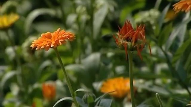 Удобрение фертика, от производства до применения. смотреть онлайн