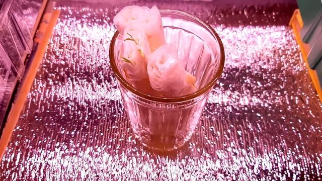 Посев томатов в улитку с пикировкой и в стаканчики без пикировки