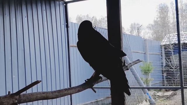 Ворон Рома чихает смотреть онлайн