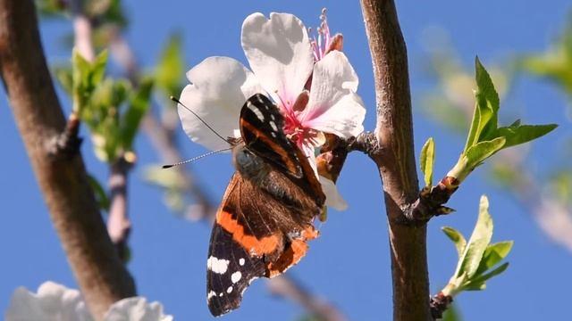 Стихи "Пьеса этого дня", автор Елена Герун смотреть онлайн