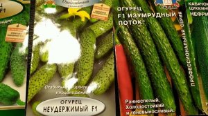 Сорта огурцов, которые никогда не подведут. Выращиваю в Подмосковье.