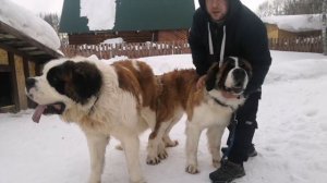 +18 Вязка собак. Сенбернар. Игры СЕНБЕРНАРОВ