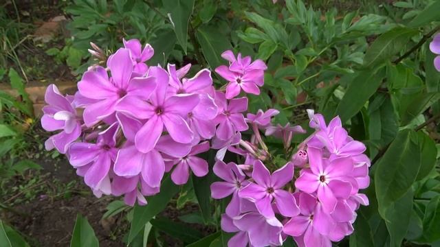 Флокс ЗВЕЗДОПАД ? обзор, описание, цветение, отзыв. смотреть онлайн