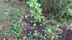 Как растёт гинкго билоба в Подмосковье