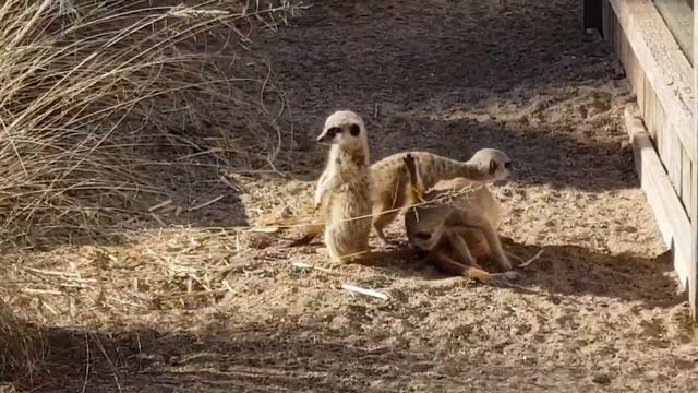 Жене 2 года/Symbio zoo смотреть онлайн