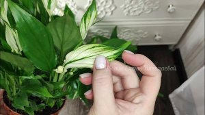 НОВИНКИ ЦВЕТОВ - новые сорта, виды СПАТИФИЛЛУМА и другие комнатные цветы