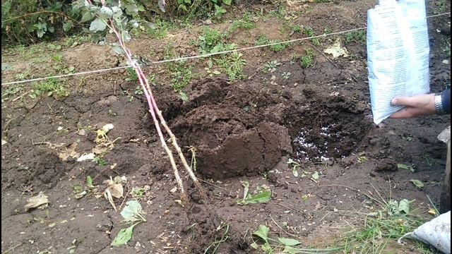 ПОСАДКА МАЛИНЫ ОСЕНЬЮ БЕЗ ОШИБОК! смотреть онлайн
