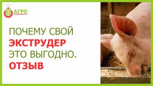Откорм свиней экструдированным кормом. Опыт с 2012 года. Отзыв.