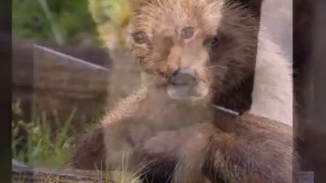 2 часть милых животных смотреть онлайн