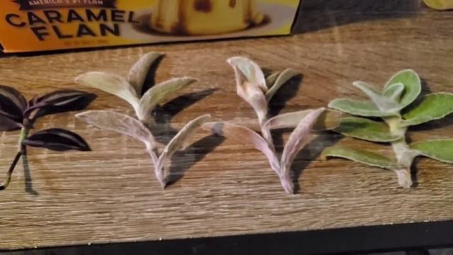 Propagating 'White Velvet' Cuttings | Tradescantia Sillamontana | Cobweb Spiderwort