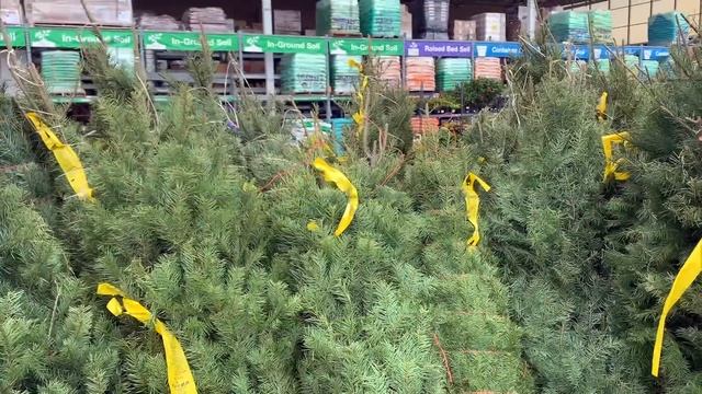 Мы ОБАЛДЕЛИ от цен на елки / Время готовиться к рождеству
