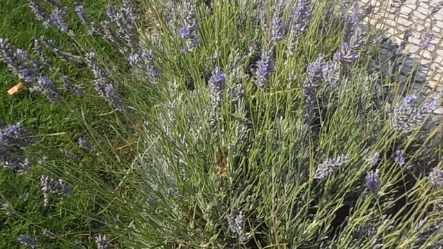 LAVANDA: Lavandula angustifolia (www.riomoros.com) смотреть онлайн