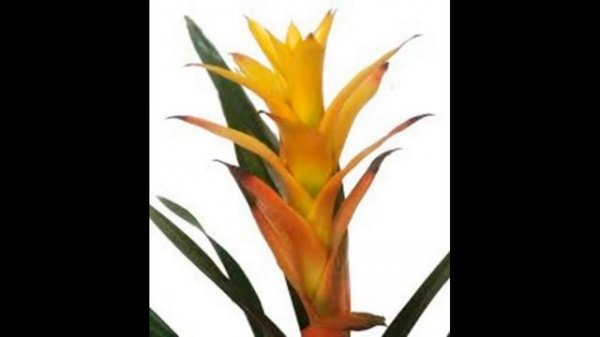 Bromelia - Planta nativa del bosque