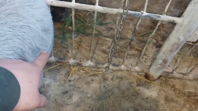 Не переживайте, всё будет нормально. Им здесь хорошо. смотреть онлайн