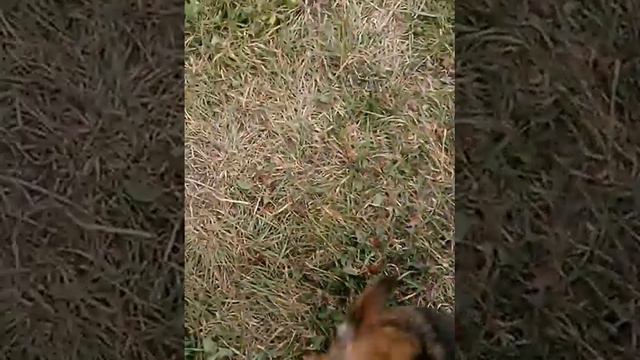 НЕОБЫЧНЫЙ ТОЙ смотреть онлайн