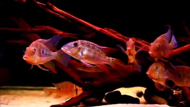 Acarichthys Heckelii & Co