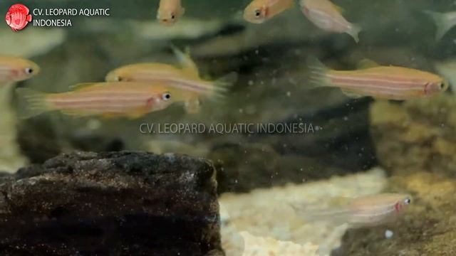 Brachydanio Rerio THE LIKABLE ZEBRA DANIO ALBINO. Leopard Aquatic U002A