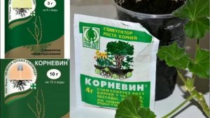 Подкормка которая сделает из рассады коренастую! Как подкормить корневином рассаду помидор?