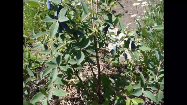 Жимолость дегустация разных сортов 2019. Honeysuckle 13 Varieties