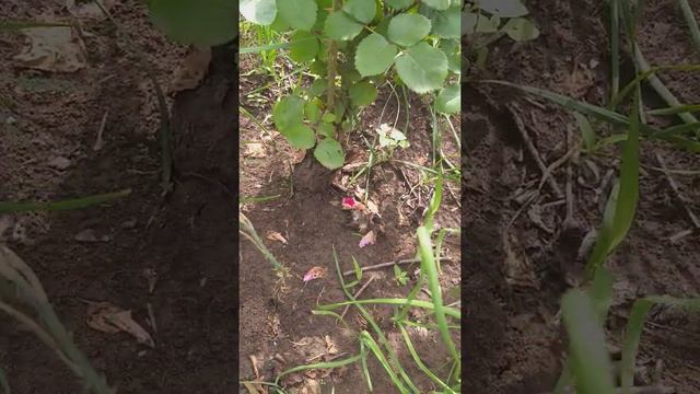 6 соток с нуля экскурсия по участку смотреть онлайн